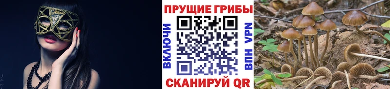 Галлюциногенные грибы Psilocybine cubensis нарко площадка Telegram Мурманск